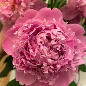 Meet your Posher, Tatyana